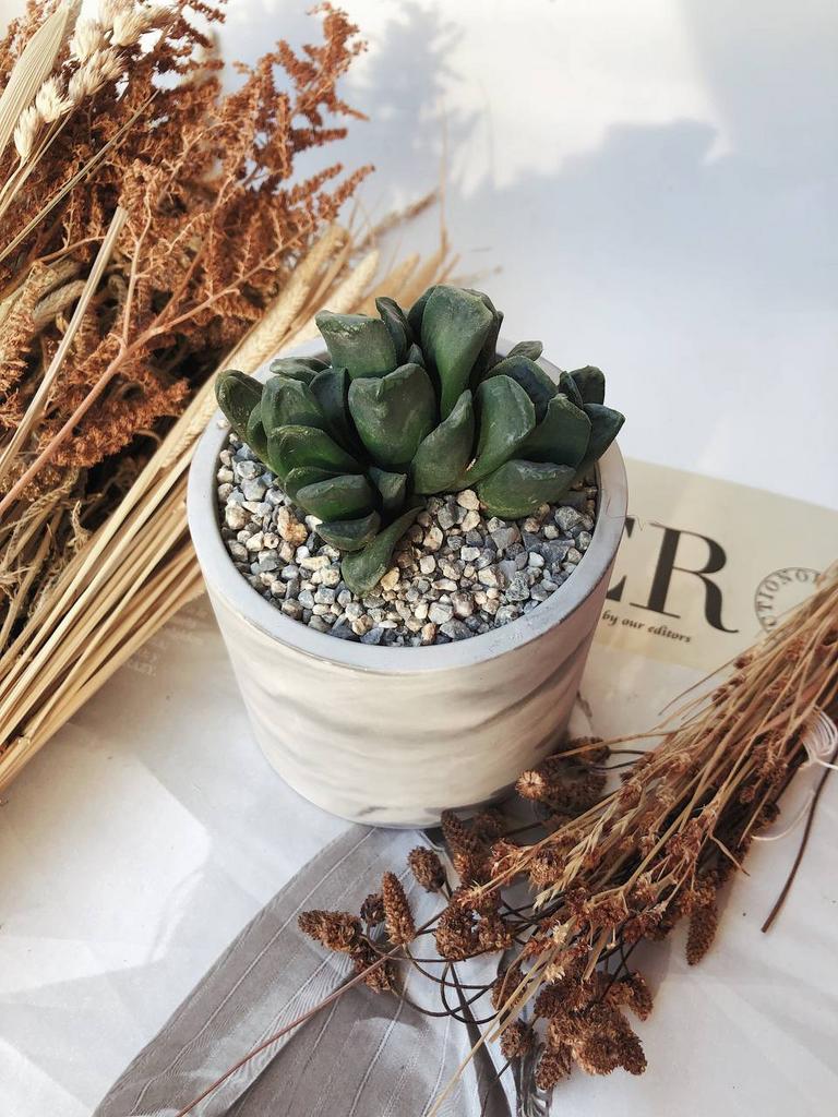 Хавортия Трунката