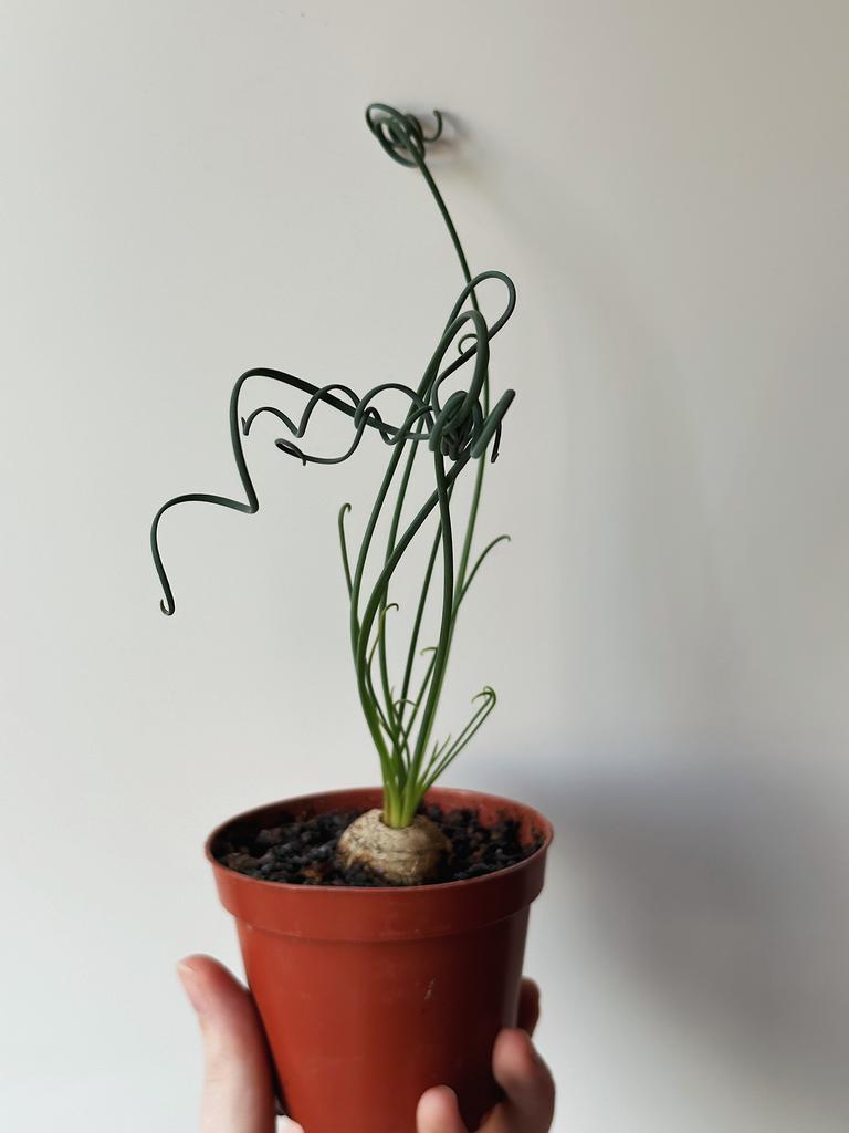 Альбука Спиральная