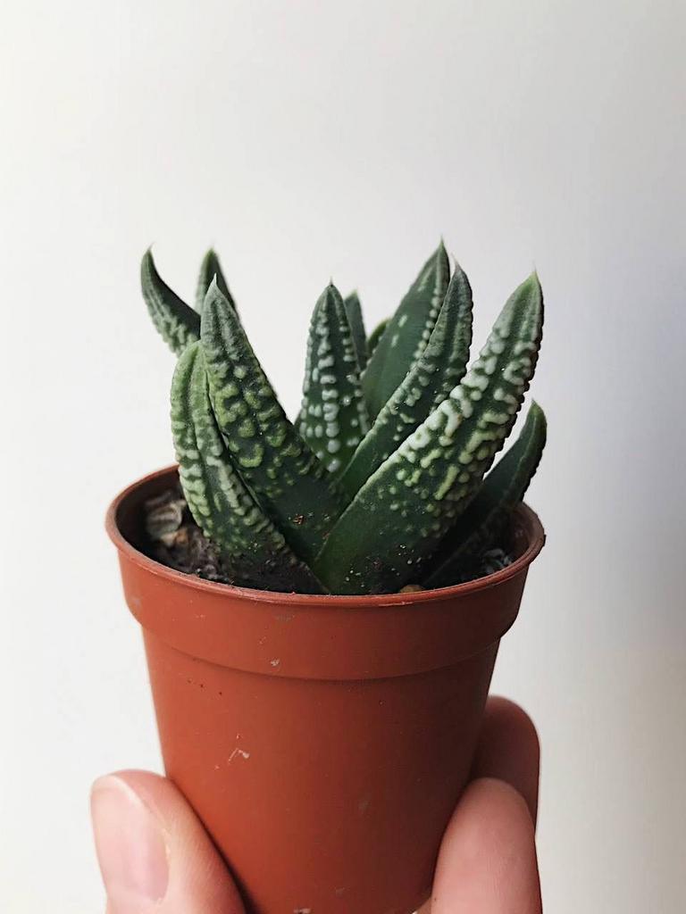 Haworthia Pumila Emperor