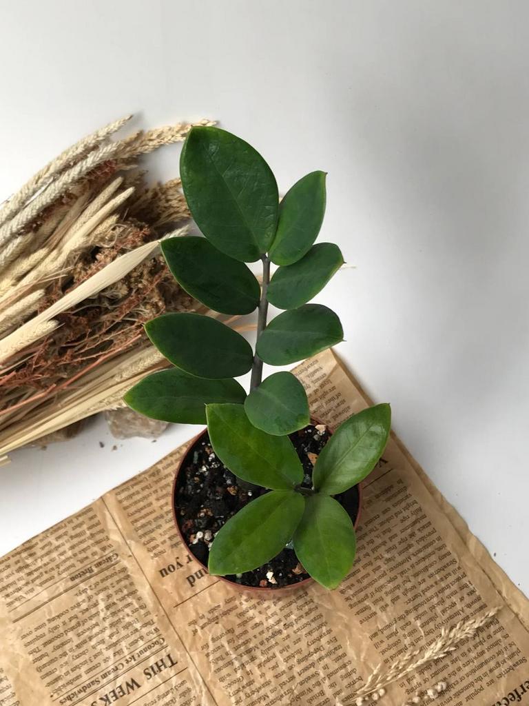 Замиокулькас