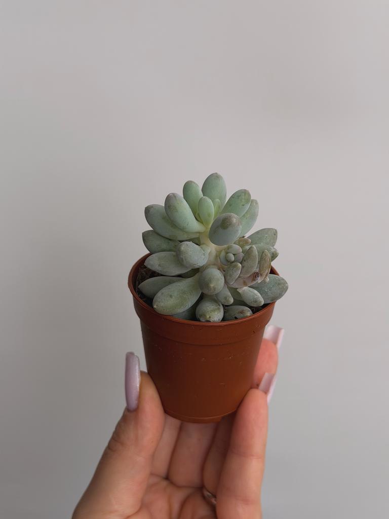 Пахифитум Мачукае