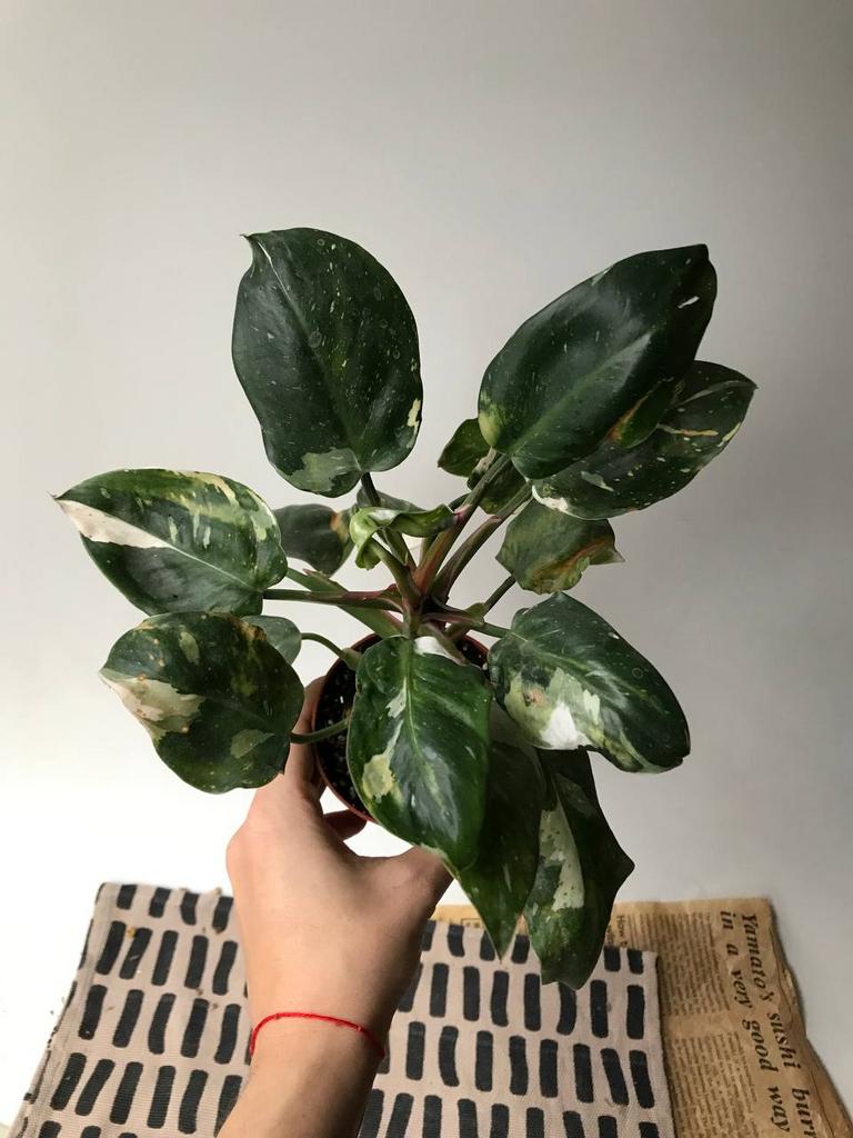 Филодендрон Белая Принцесса