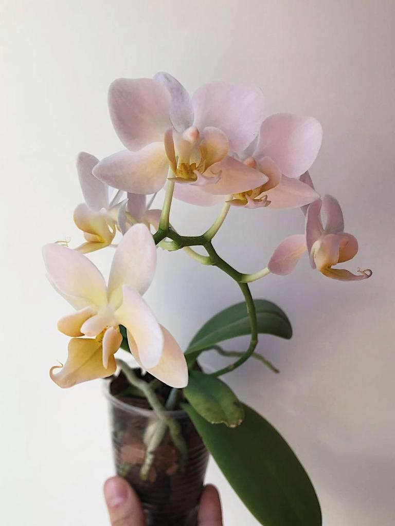 Орхидея Фаленопсис Мини Белая