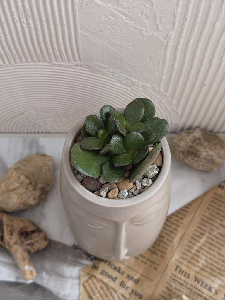 Крассула в керамическом кашпо