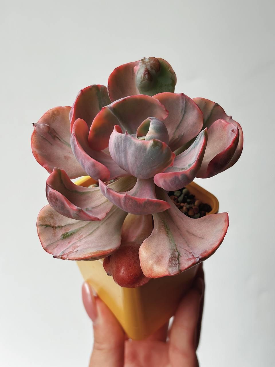 Есекке су құю (бейне)