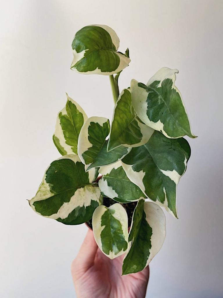 Эпипремнум Энджой