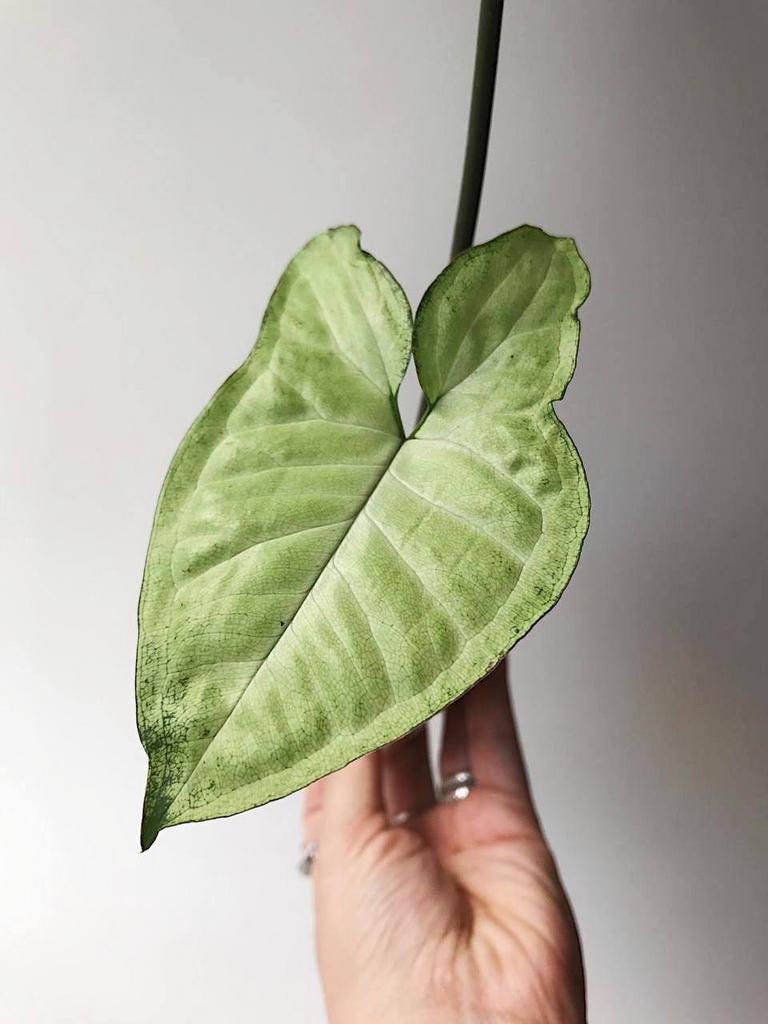 Сингониум Баттерфляй