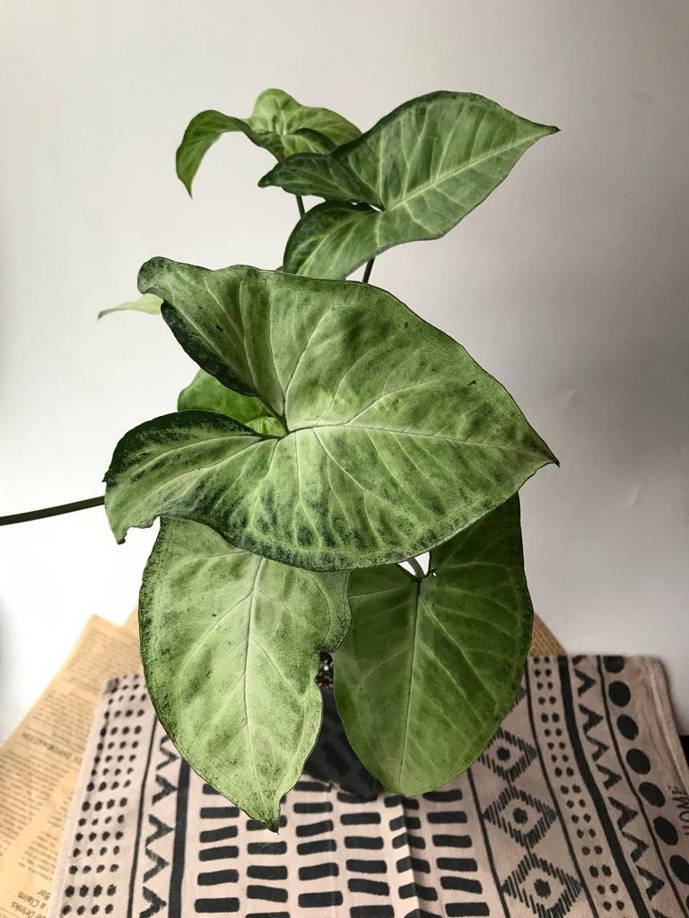 Сингониум Баттерфляй