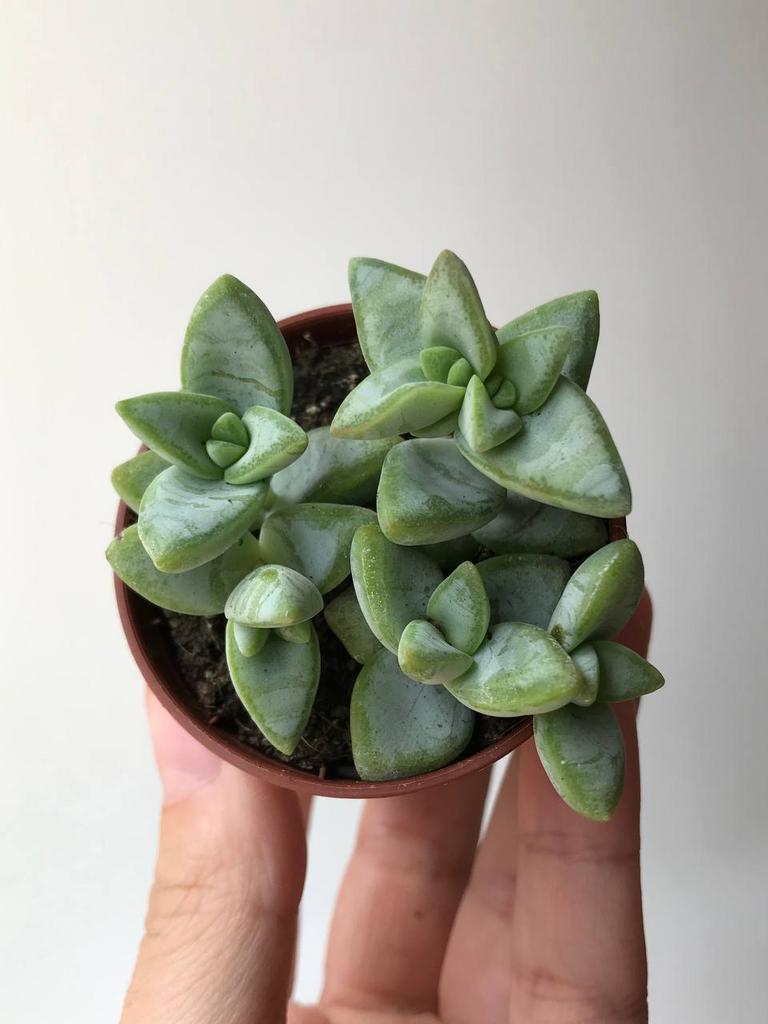 Крассула Рупестрис