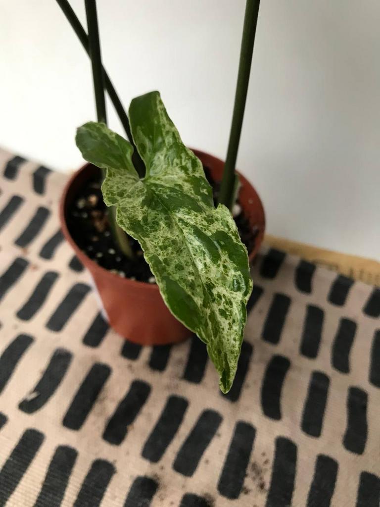 Сингониум Моттлед