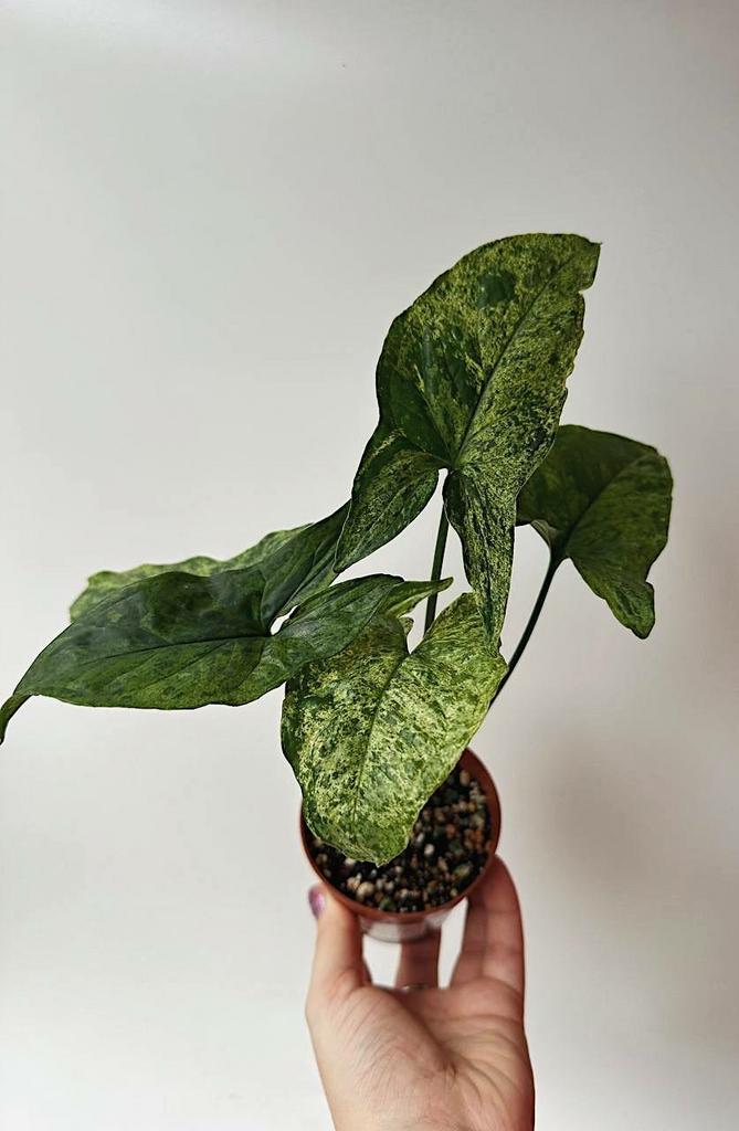 Сингониум Моттлед