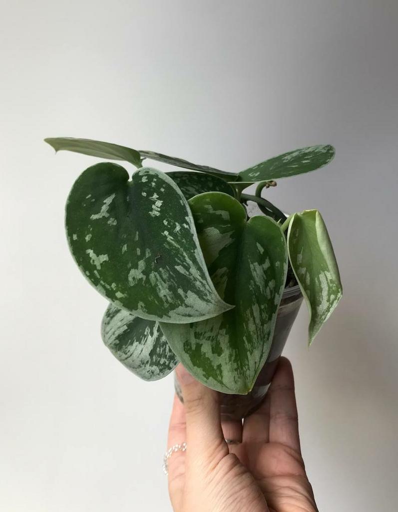 Сциндапсус Пиктус