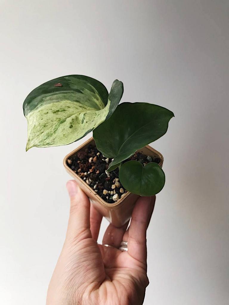 Эпипремнум Марбл Эппл