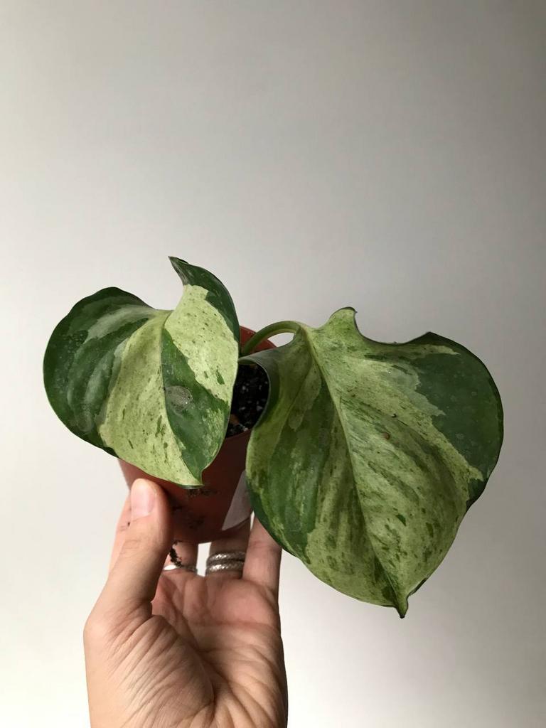 Эпипремнум Марбл Эппл