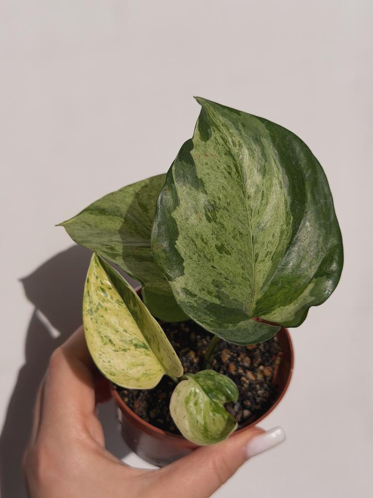 Эпипремнум Марбл Эппл