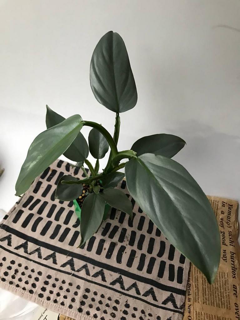 Филодендрон Хастатум Сильвер