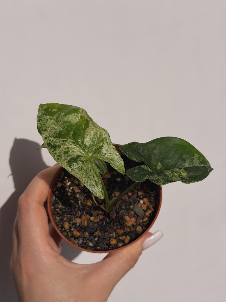 Сингониум Империал Уайт