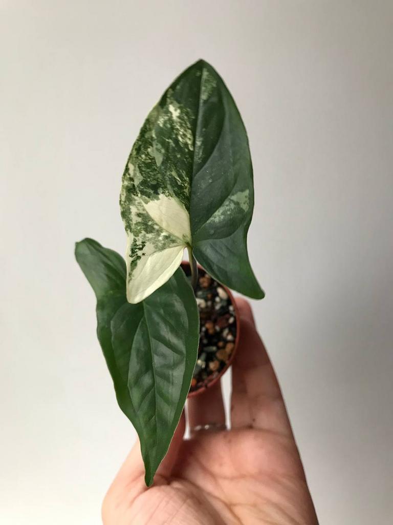 Сингониум Империал Уайт