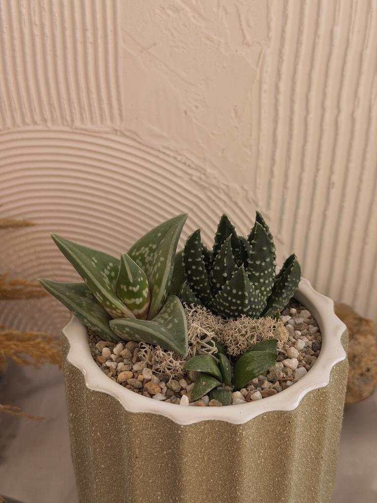 Садик с Хавортиями