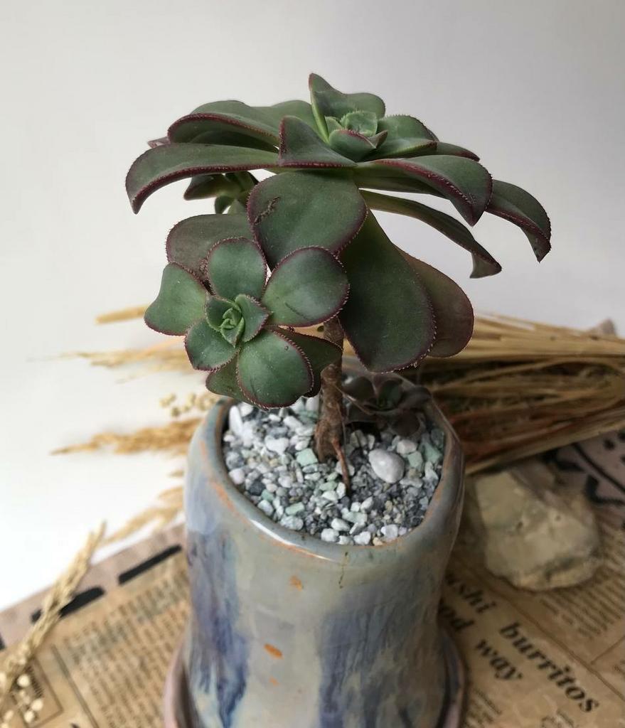 Эониум Киви в "вазе"