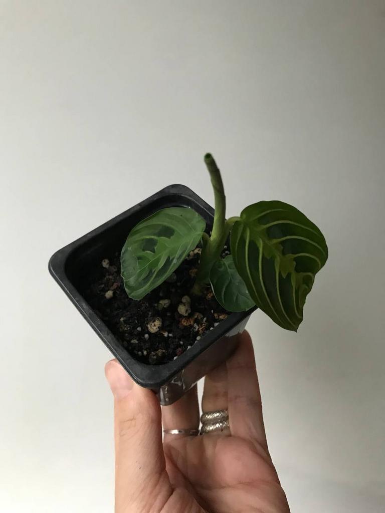 Маранта Лемон-Лайм