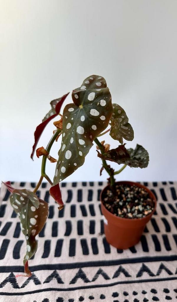 Бегония Макулата