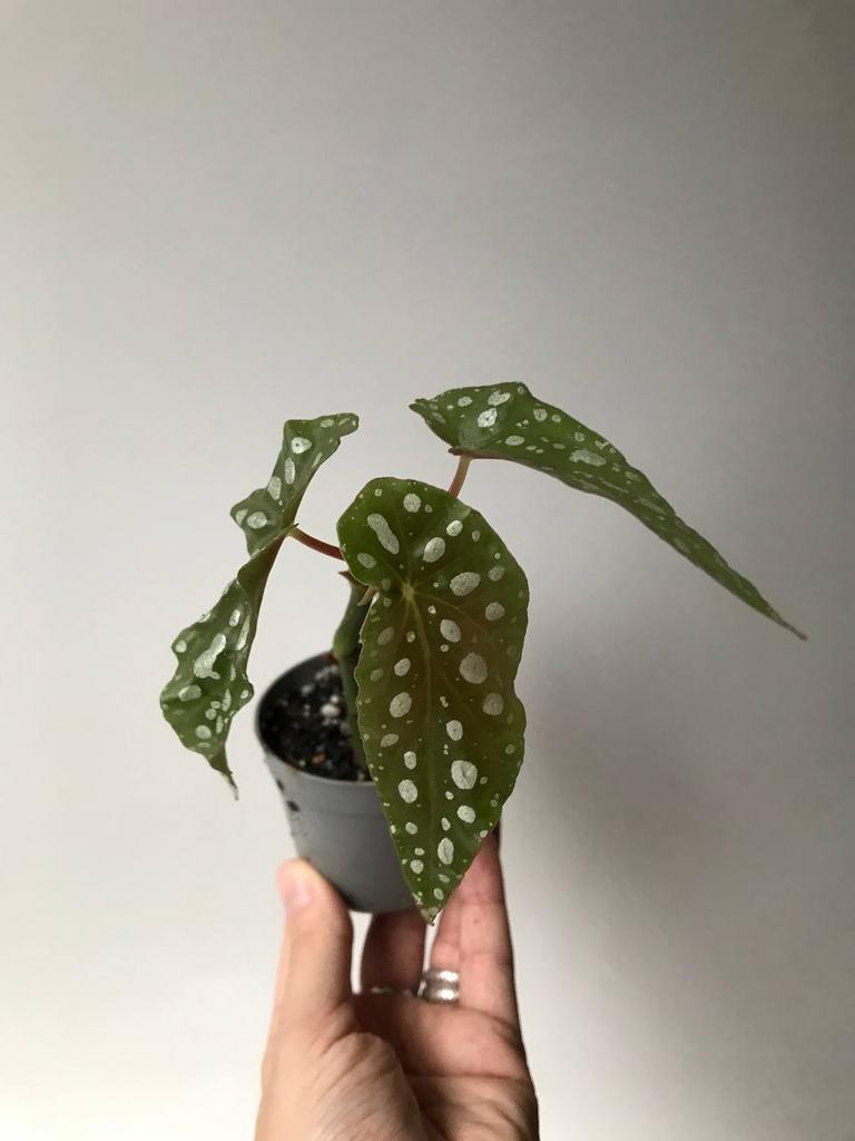 Бегония Макулата