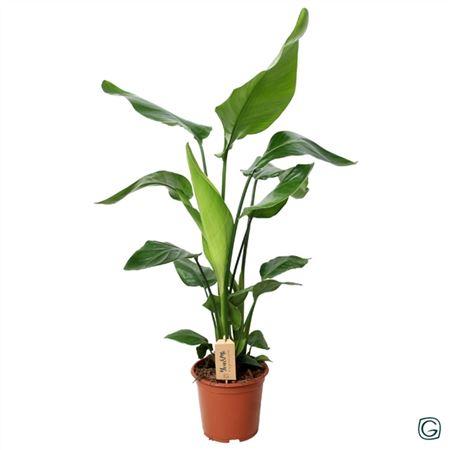 Стрелиция Николая (D19 H85см)