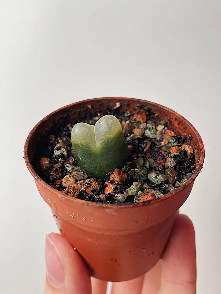 Conophytum Maughanii
