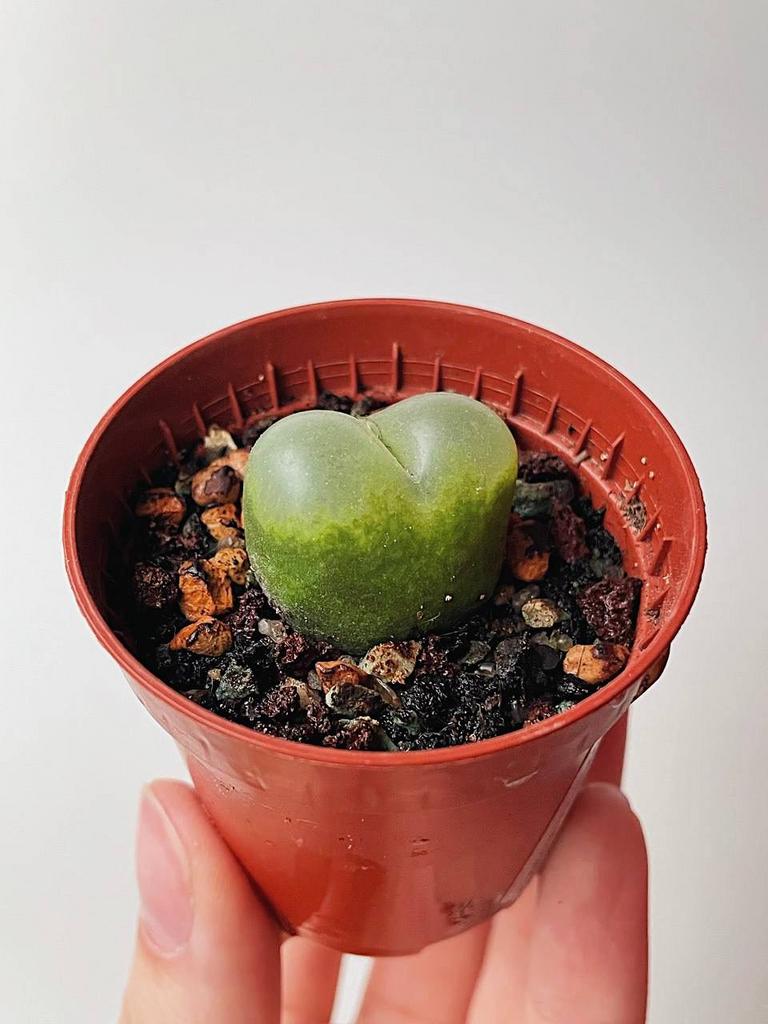 Conophytum Maughanii Max