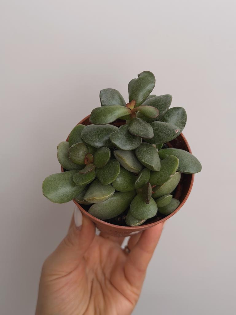 Адромискус Пинк Блаш