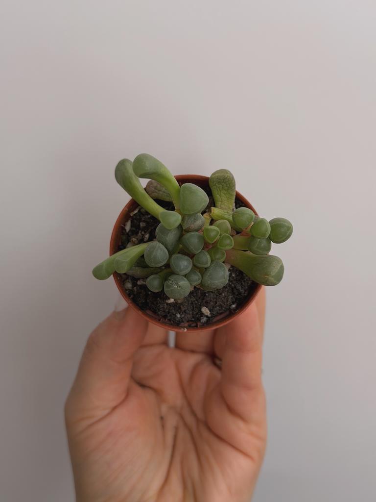 Фенестрария Ропалофилла