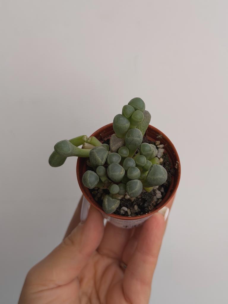 Фенестрария Ропалофилла