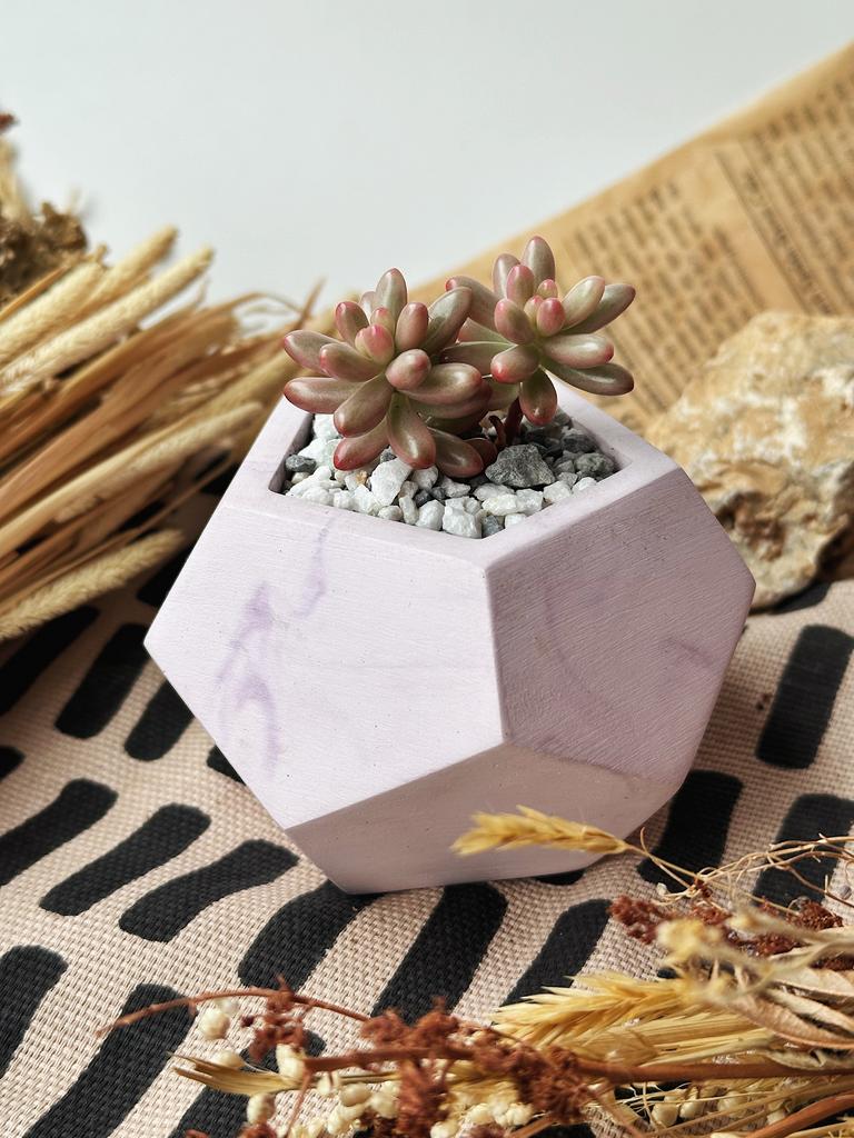 Седум Аврора