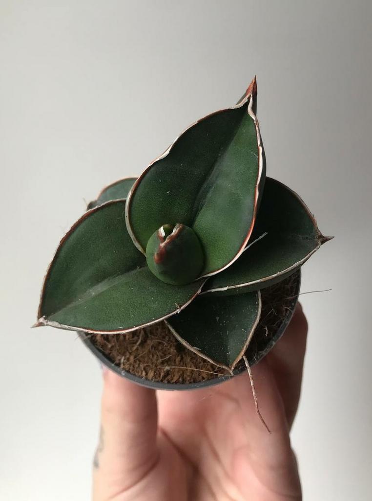 Сансевиерия Самурай Дварф D6