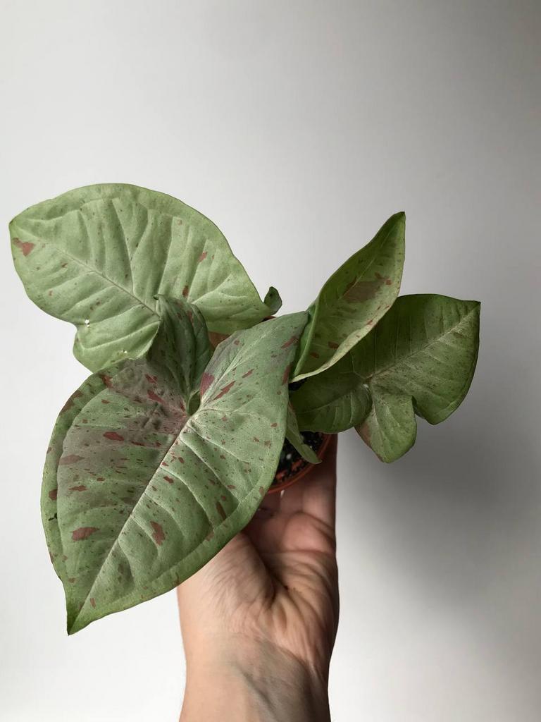 Сингониум Милк Конфетти