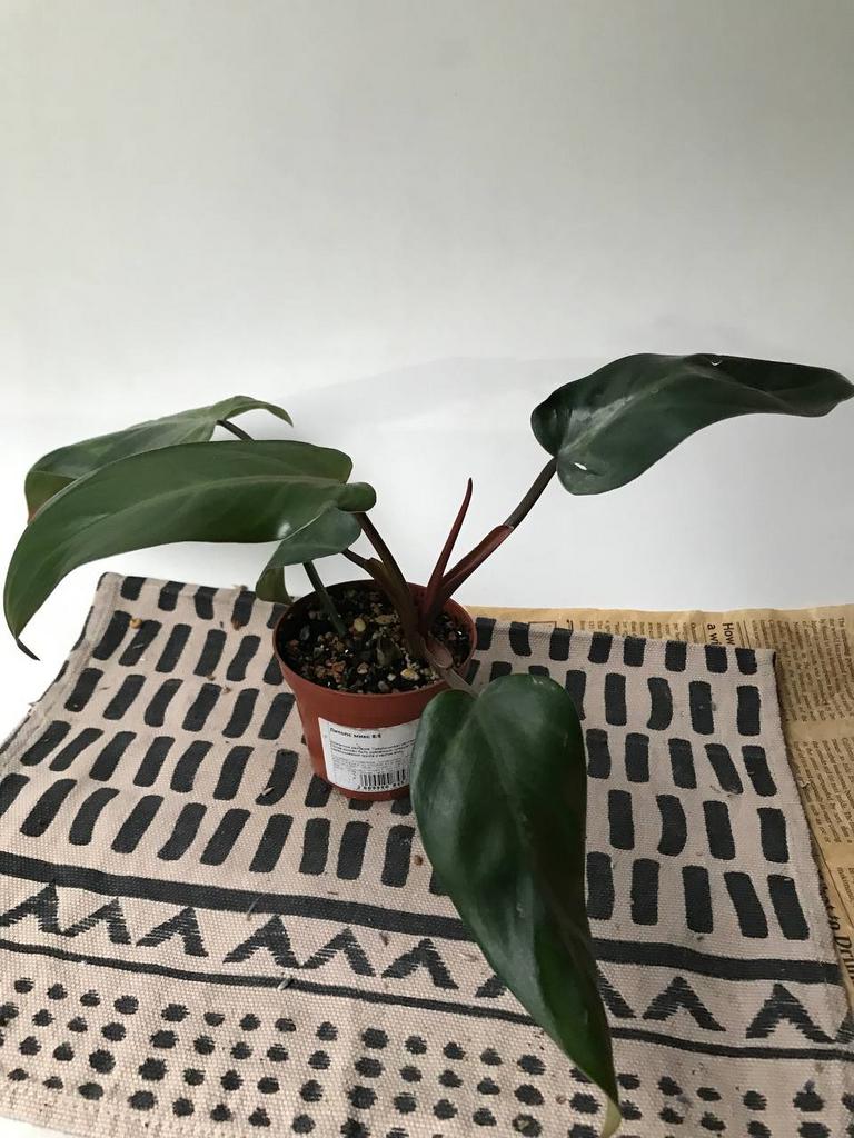 Филодендрон краснеющий