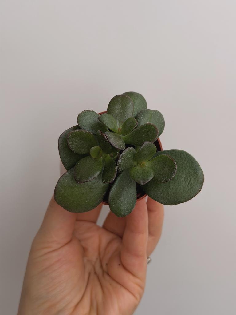 Крассула Овата Минор