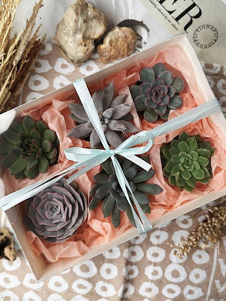 Подарочная упаковка для суккулентов