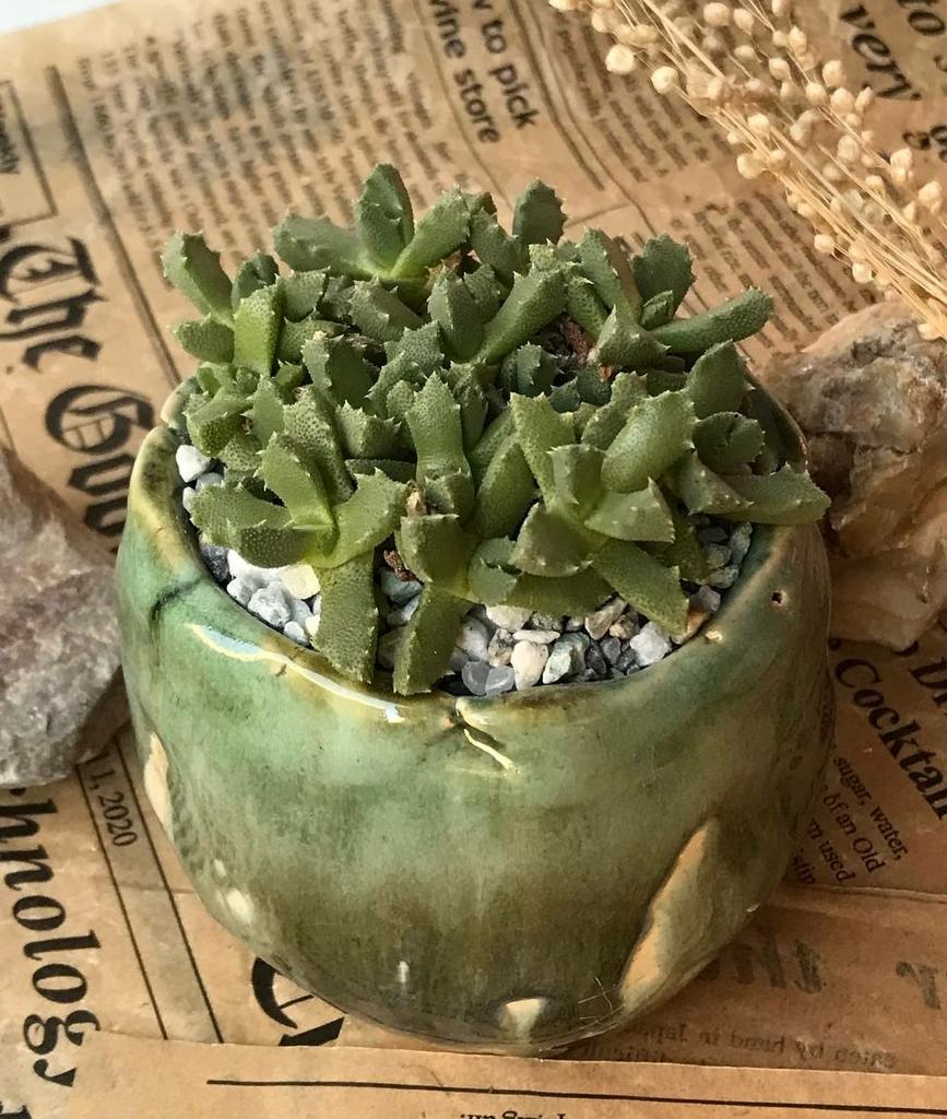 Фаукария в зеленом горшочке