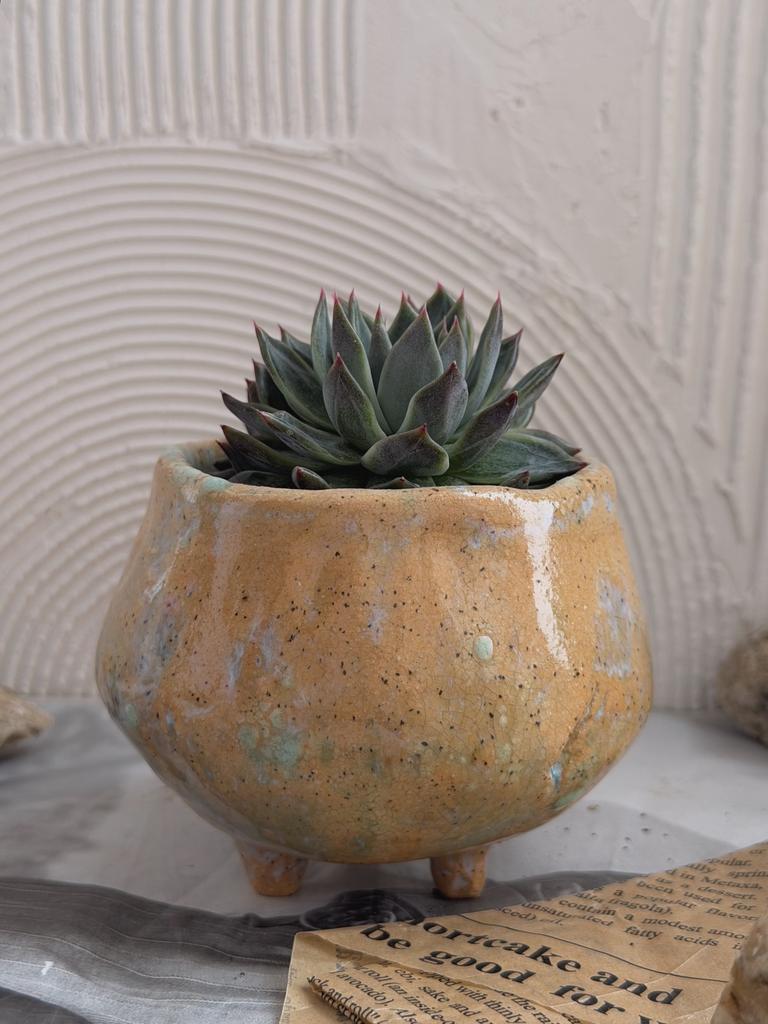 Эхеверия в керамическом горшочке