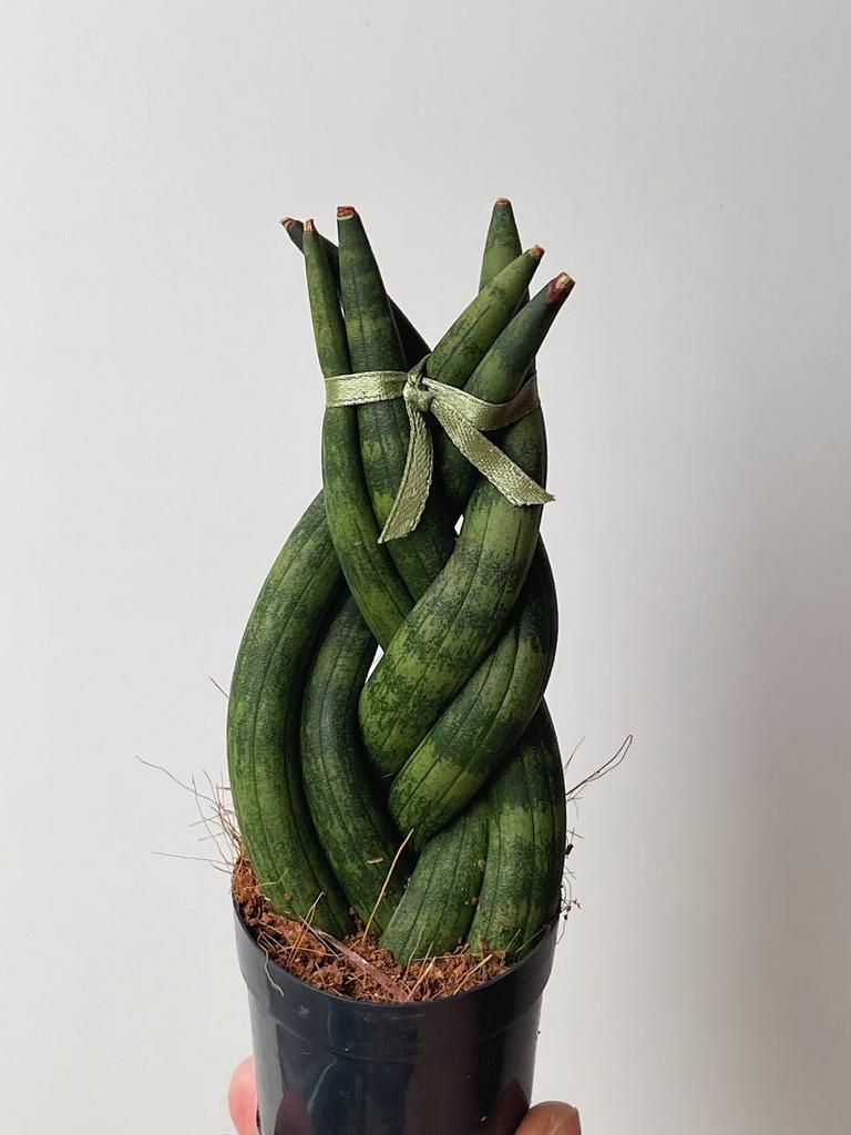 Сансевиерия Цилиндрика Коса D6