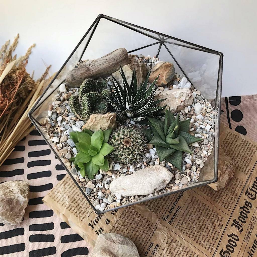 Оазис в Икосаэдре