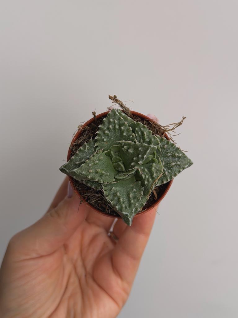 Фаукария Монстроза