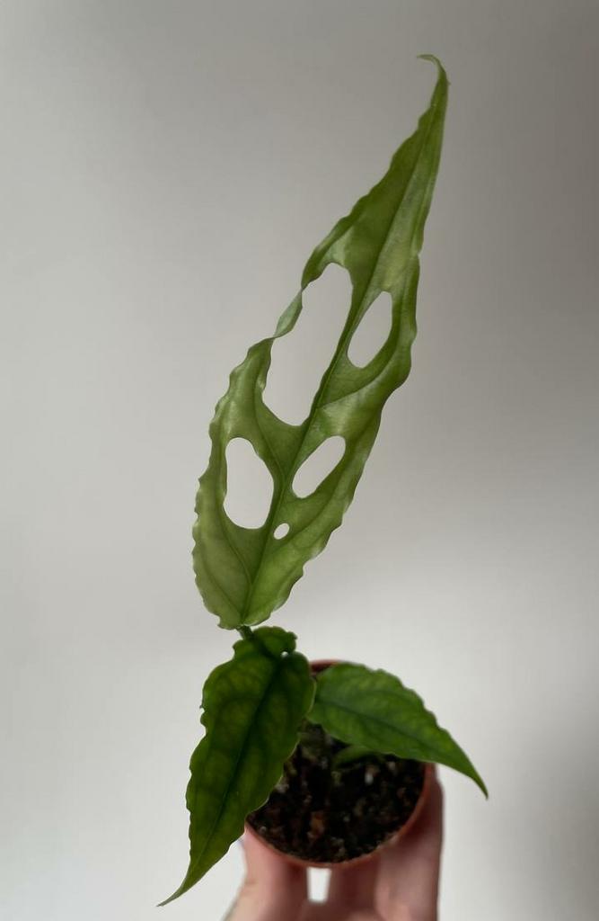 Монстера Обликва Перу D6