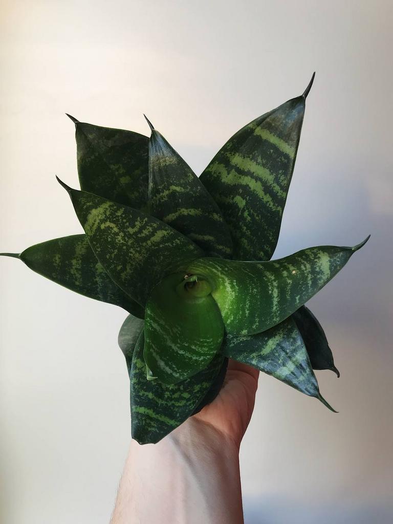 Сансевиерия Грин Ханни D6