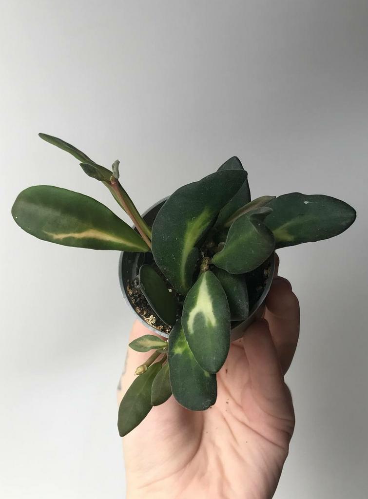 Хойя Буртони Вариегата