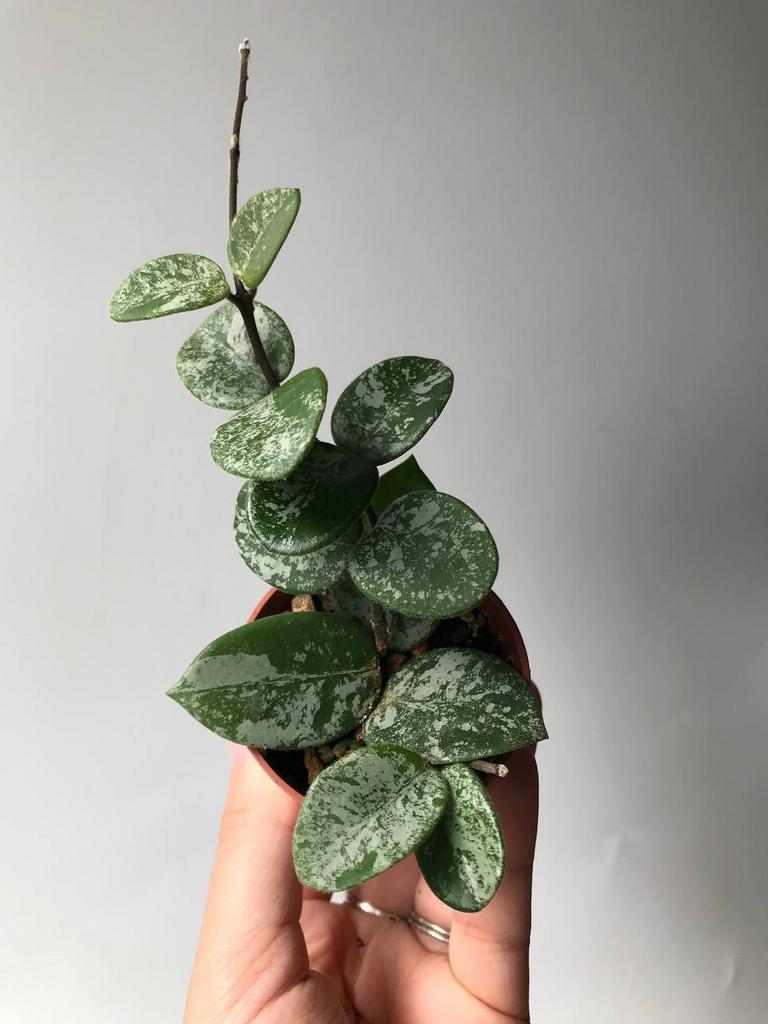 Хойя Матильда Сплеш