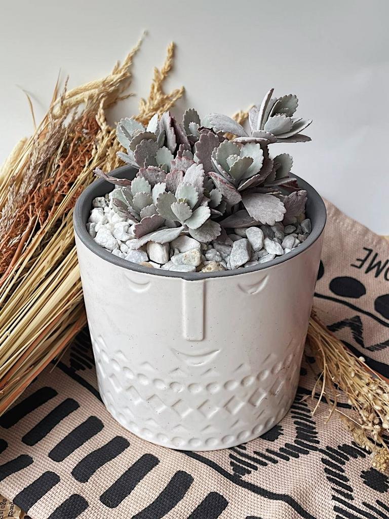 Мистер Каланхоэ Пумила