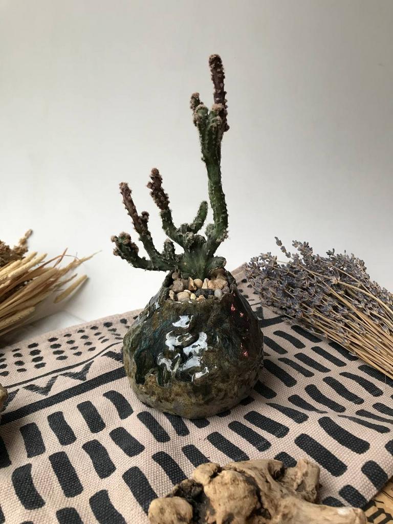 Цереус в керамическом горшочке